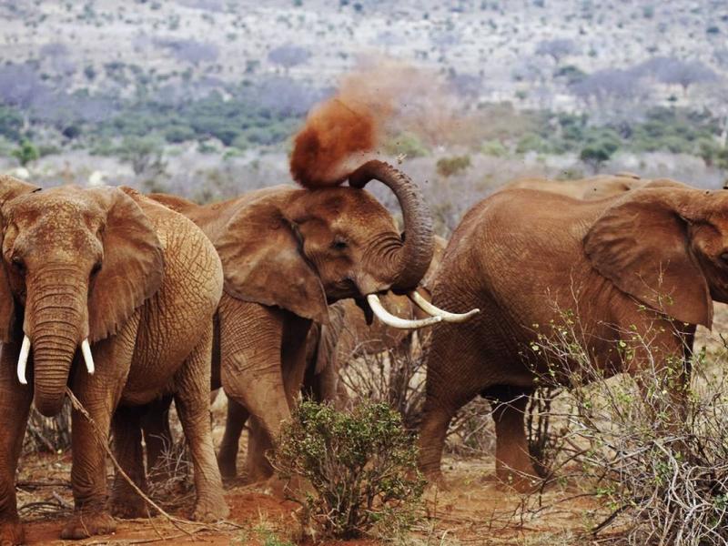  Safari in Kenya: Amboseli and Tsavo West National Park